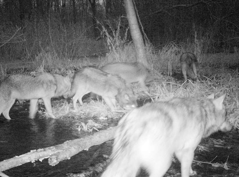 Уличная 3G камера Suntek HT-002LIG (Camouflage)